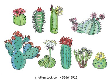 cactus with flowers color set