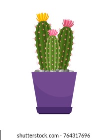 Cactus with flowers house plant in violet flower pot, vector illustration