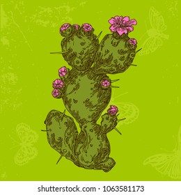 Cactus with flowers. Opuntia subulata. Color card. Engraving style. Vector illustration