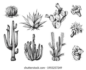 Cactus and its flowers set, engraving vector illustration isolated on white.