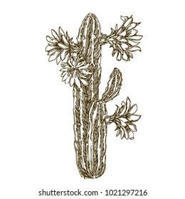 Cactus with flowers. Trichocereus pachanoi. Sketch. Engraving style. Vector illustration