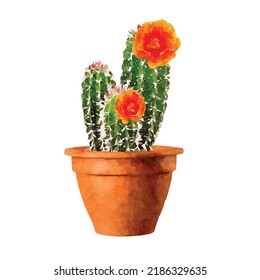 Cactus with flowers vector illustration. Cacti in pot on white background. Succulent collection. Home interior cactus. Houseplants. Cacti watercolor. Clipart for logo, greeting card and design.