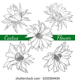 Cactus flowers. A vector set of various black and white cactus flowers in a vintage style.   Sketch.