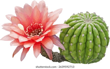 cactus fruit stalk and leaf2