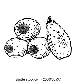 Cactus fruit - vector hand drawn - Out line