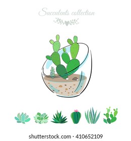 cactus in glass bowl, vector illustration of houseplant in vase, succulent collection