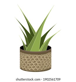 Cactus green in a top, exotic plant, botany vector illustration