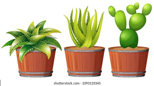 Cactus Growing in the Pot illustration