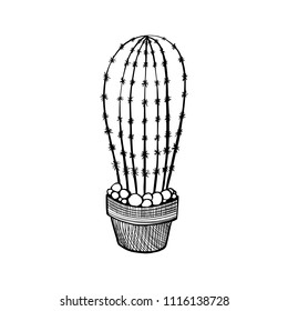 Cactus hand drawn icon isolated on white background