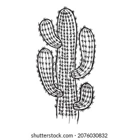 Cactus hand drawn illustration, vector.
