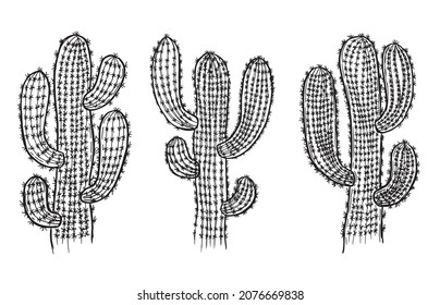 Cactus hand drawn illustration, vector.