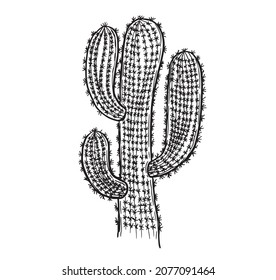 Cactus hand drawn illustration, vector.