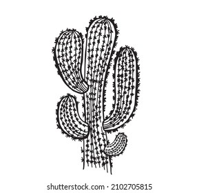 Cactus hand drawn illustration, vector.	