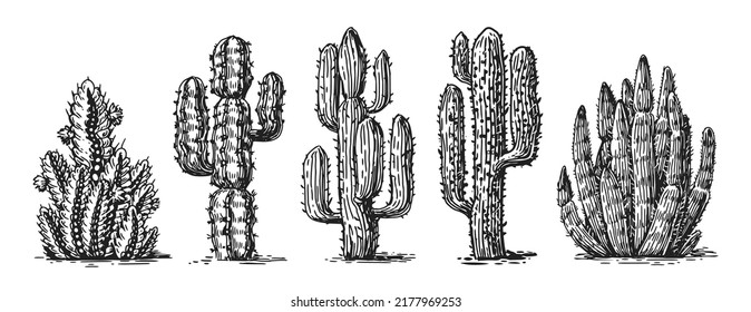 Cactus hand drawn sketch set vector. Mexican wild cacti with thorns and desert plants. Design elements for western concept