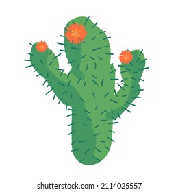 Cactus home nature vector illustration of green plant cactaceous tree with flower. isolated on white hand drawing