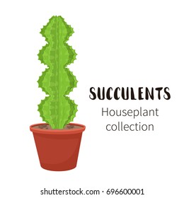 Cactus icons in cartoon flat style isolated on white background. Home plants cactus in pots. A variety of decorative cactus with prickles and without.
