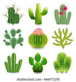 Cactus icons detailed photo realistic vector set