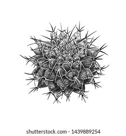 Cactus isolated on white background. Hand drawing. Vintage style. Black and white. Image of an evergreen tropical plant. Flower family of succulents.