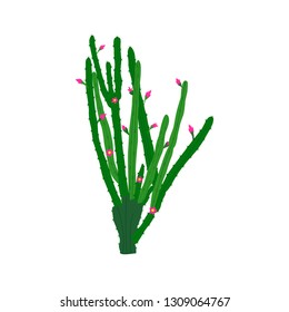 Cactus isolation with flowers. Vector illustration on white.