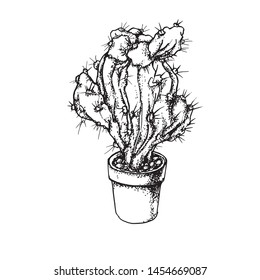 Cactus with large thorns, in a pot, drawn with pen paper, on a white background, element for your website and design project. Graphics, calligraphy. Scandinavian style poster.