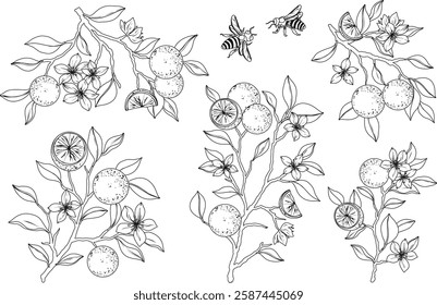 Cactus line art Collections Set, vector illustration