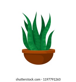 Cactus with long green leaves in brown clay pot. Small indoor plant. Decorative houseplant. Flat vector element for home decor
