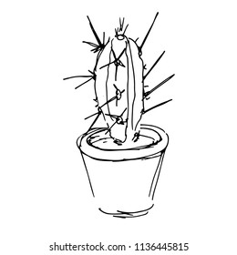 Cactus with long spikes. Hand drawn sketch vector illustration on white background. Black & white.