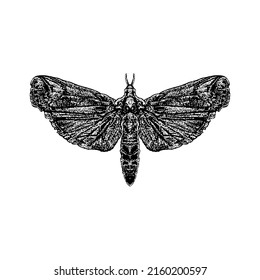 Cactus Moth hand drawing vectorillustration isolated on white background