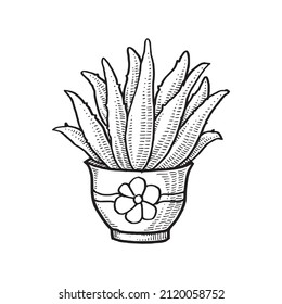 Cactus on a pot, Hand Drawn Illustration