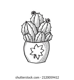 Cactus on a pot, Hand Drawn Illustration