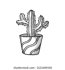 Cactus on a pot, Hand Drawn Illustration