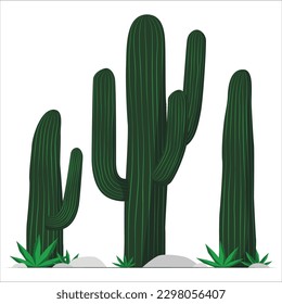 Cactus on sand ground with blue sky and clouds background vector illustration isolated. American tropical plants. Succulents. Saguaro, peyote, hedgehog, teddy bear cactuses. Isolated vector 