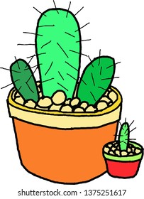 Cactus on a white background