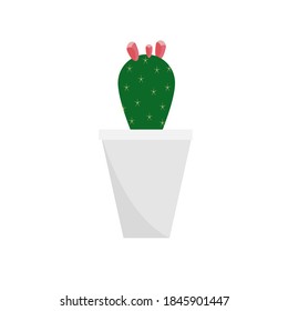 El cactus sobre fondo blanco.