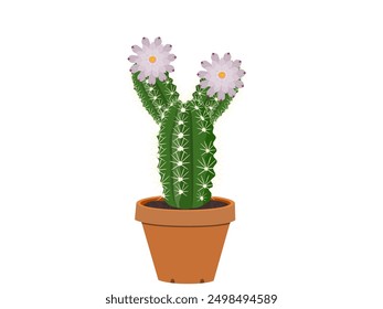 Cactus sobre un fondo blanco.