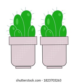 Cactus is on white background, cactus vector 