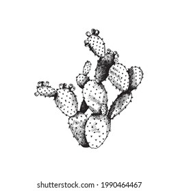 Cactus opuntia with flowers, wild exotic plant. Tropical floral prickly pear. Vector black and white hand drawn isolated illustration.