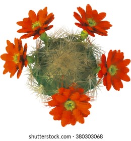 Cactus with orange flowers. Vector illustration in low poly style