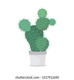 
cactus ornamental plants to beautify the garden