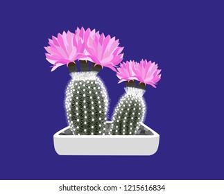 Cactus with pink flowers in a pot. Vector illustration.