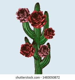Cactus plant with bloom in roses. Hand-drawn vector illustration with desert plants for your surreal design.