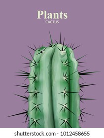 Cactus plant close up Vector detailed illustration