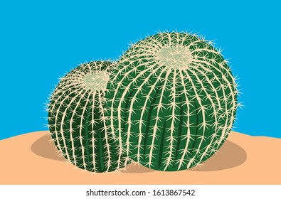 cactus plant in the desert