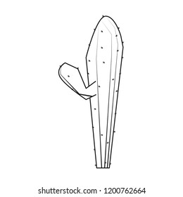 cactus plant desert nature botanical