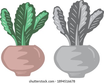 Cactus plant desert succulent caudex plant in vector format
