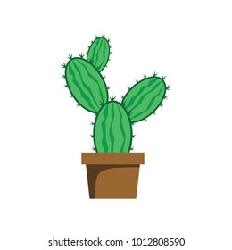 cactus plant illustration