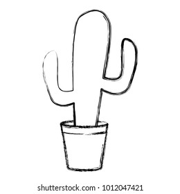 Cactus plant isolated