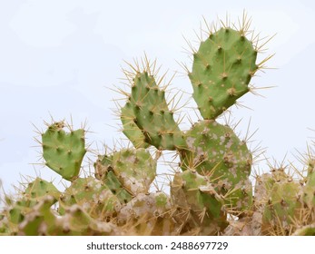 Cactus plant with neutral sky background