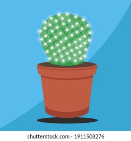 cactus plant in a pot