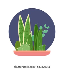 Cactus plant pot garden, modern natural home miniature green corner decoration. Flat vector illustration.